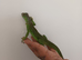 beautiful iguana