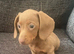 Isabella dachshund