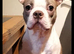 Stunning kc lilac Boston Terrier Puppy