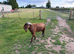BOER GOAT