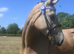 4 yr old warmblood x tb gelding
