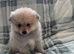 Last beautiful Pomeranian puppy left