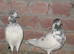 Mixed race pakistani highflying pigeons