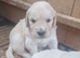 Goldies litter
