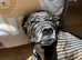 8 year old staffie cross