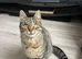 Spayed Cat