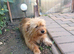 ARISA – The Little Dog Nobody Stopped For
