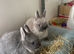 Netherland Dwarf purebred baby Rabbits