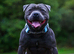 Blue Staffordshire bull terrier stud