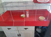 2 baby Peruvian guineapigs