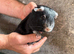 Guinea pigs