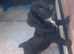 Sprocker puppies