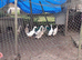 8 runner ducks for sale