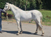 Full registered class 1 conemmara mare