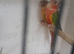 Breeding pair