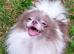 Lilac and white particoloured female pomeranian