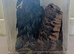 Venezuelan Sun Tiger and enclosure