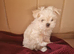 Little tiny Maltese