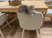 Scottish fold kitten