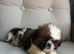Shih Tzu puppy