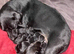 8 week old female patterdale x lab x spaniel