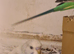 Lovely budgies