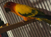 Sun conures