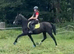 15hh hackney mare