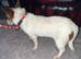 Jack Russell female puppy for sale