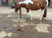Part Welsh bred x palomino