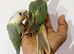 Gorgeous baby turquoise pineapple conures