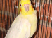 Beautiful birds