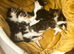 Beautiful fluffy fur balls