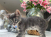 Beautiful Blue Female Bengal Kittens - TICA Reg - Ready Now!