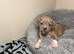 Last ones left!! Quality pocket bullys looking for forever homes.
