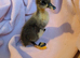 Beautiful hatch of Ducklings