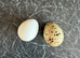Lemon & gold booted bantam hatching eggs