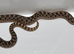 Beautiful Sable Male
