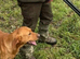 Beautiful fox red Labrador