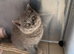 Ready now British Shorthair kittens