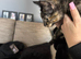 Sphynx cross kitten female