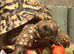 Teddy - 5-year-old Leopard Tortoise looking for his new home