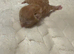 4 beautiful kittens for sale please read discription
