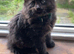 Last ragdoll kitten