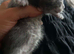 Mainecoon silver /greys