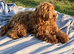 Beautiful red boy cockapoo