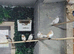 Zebra finches for sale