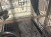 2026 dna male ringneck blue Opaline colour