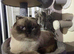 4 Pedigree Scottish Fold/Straight Kittens