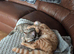 3 BEAUTIFUL TIGER KITTENS LOOKING FOR LOVING HOMES!